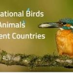 List of National Birds of Different Countries